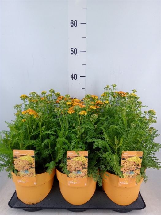 <h4>Achillea millef.</h4>