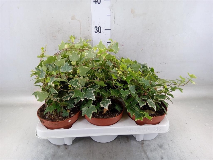 <h4>Hedera helix 'Eva'</h4>