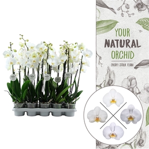 Your Natural Orchid | White 60cm | Phalaenopsis 3 spike