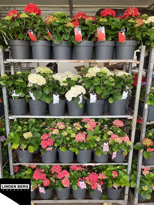 arr8 Hydr M Gem Mixkar