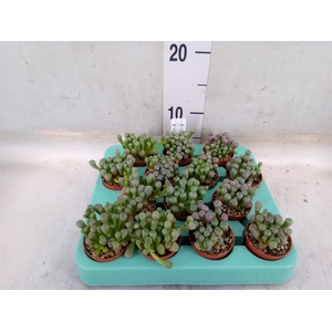 Succulents   ...