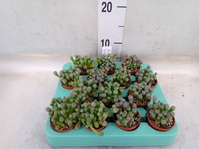 <h4>Succulents   ...</h4>