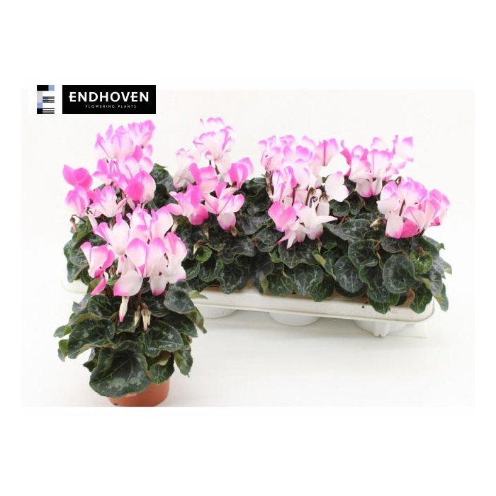 <h4>CYCL MD INDIAKA</h4>