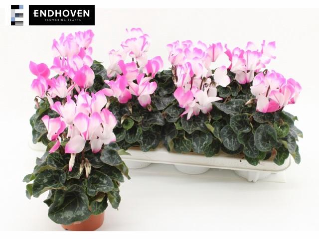 <h4>CYCL MD INDIAKA</h4>