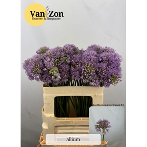 ALLIUM SENESCENS