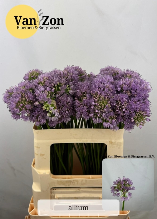 <h4>ALLIUM SENESCENS</h4>