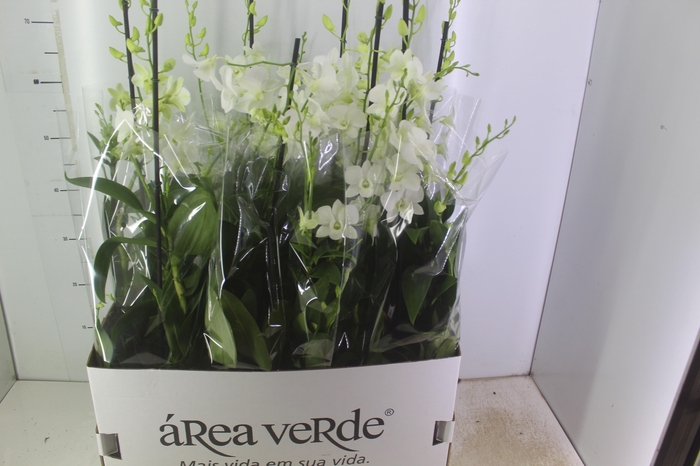 <h4>DENPHALAEN P15</h4>