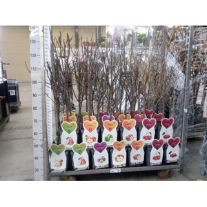 Fruit trees and shrubs   ...