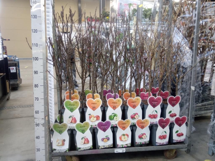 <h4>Fruit trees and shrubs   ...</h4>