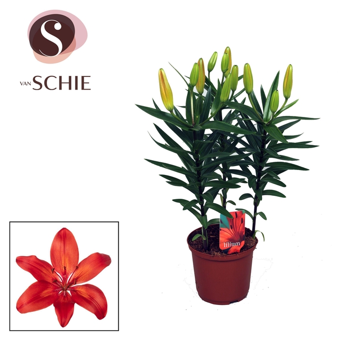 Lilium Az Matrix Red 13cm