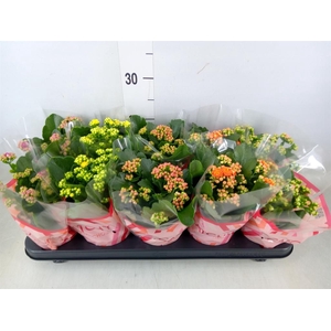 Kalanchoe blos.   ..rosebud mix  5