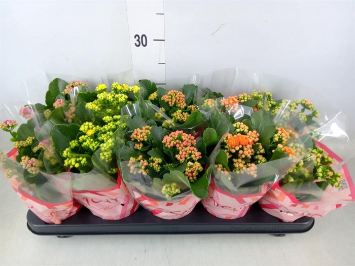 <h4>Kalanchoe blos.   ..rosebud mix  5</h4>