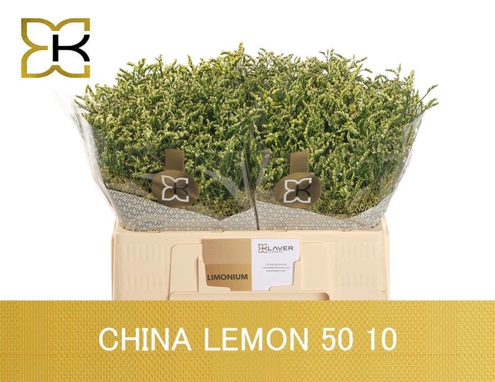 <h4>LIM SIN CHINA LEMON</h4>