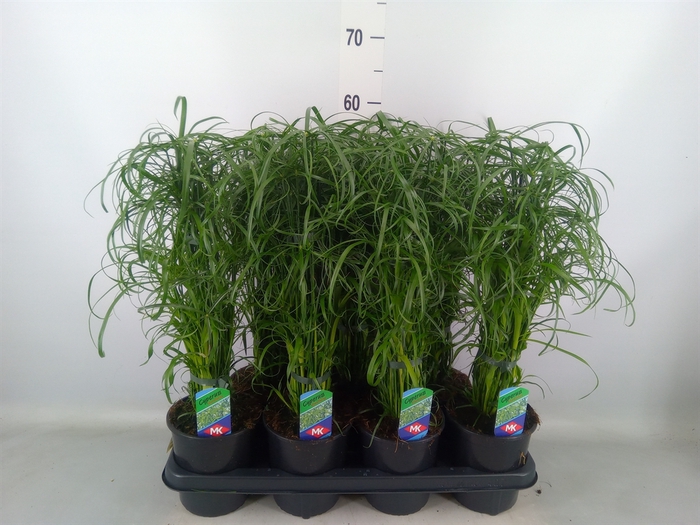 <h4>Cyperus alternifolius</h4>