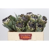Protea Barbigera Snow Leopard Air