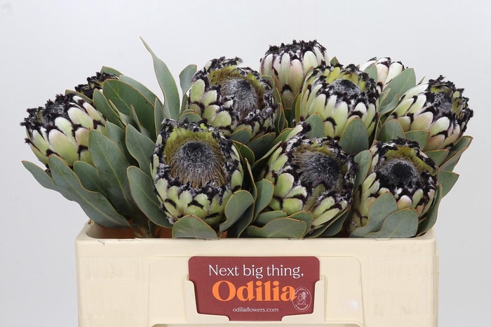 Protea Barbigera Snow Leopard Air