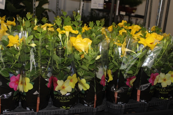 <h4>DIPLADENIA GOLDEN P14 PREMIUM</h4>