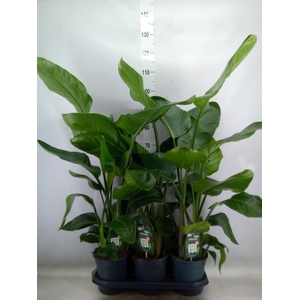 Strelitzia nicolai