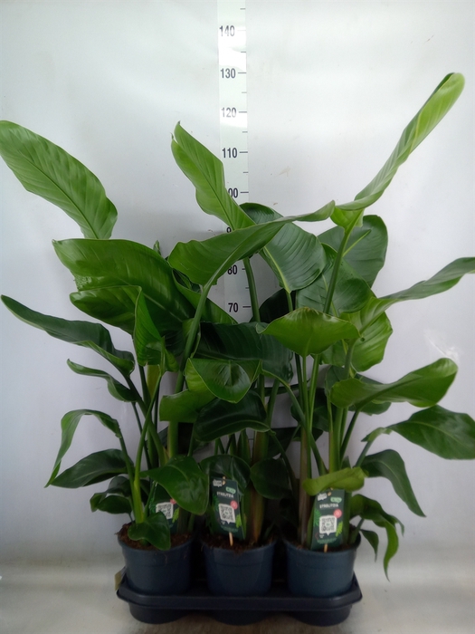<h4>Strelitzia nicolai</h4>