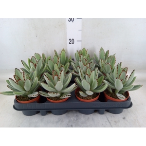 Kalanchoe NF tomentosa