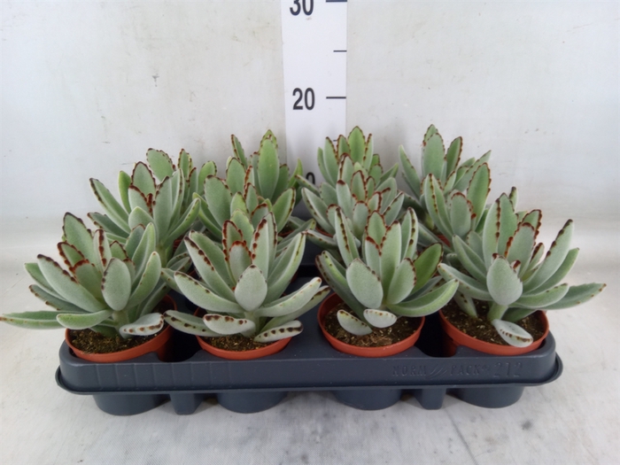 <h4>Kalanchoe NF tomentosa</h4>