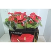 ANTHURIUM MICHIGAN P17 PREMIUM