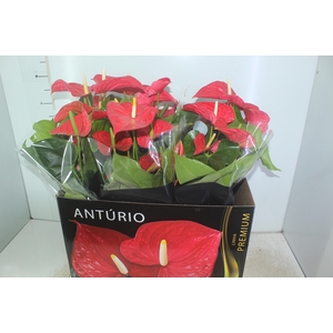 ANTHURIUM MICHIGAN P17 PREMIUM