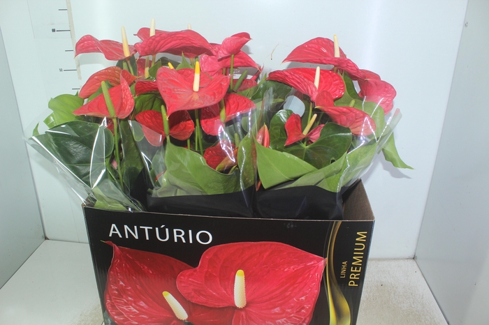 <h4>ANTHURIUM MICHIGAN P17 PREMIUM</h4>