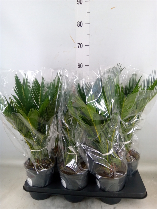<h4>Cycas revoluta</h4>