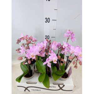 Phalaenopsis   ...mini