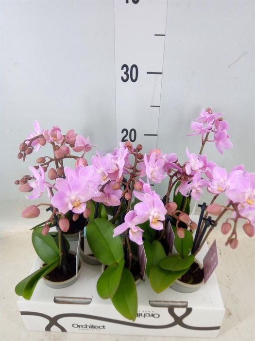 <h4>Phalaenopsis   ...mini</h4>