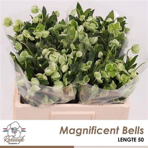 Hell Magnific Bells