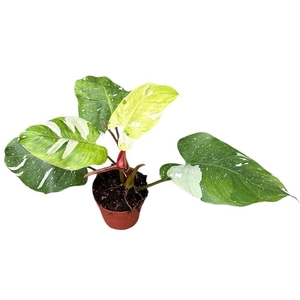 Philodendron Fresh Aurea