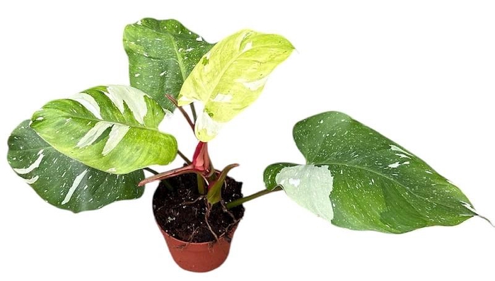 <h4>Philodendron Fresh Aurea</h4>