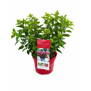 Hydrangea Pan. Red Light