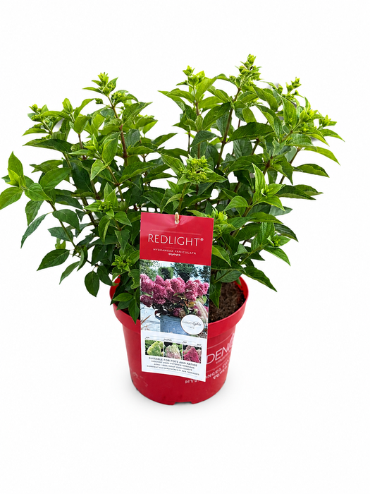 <h4>Hydrangea Pan. Red Light</h4>