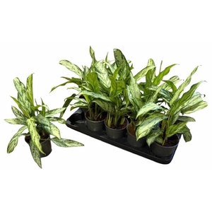 Aglao Silver Queen C