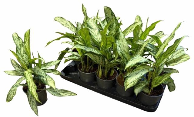 <h4>Aglao Silver Queen C</h4>