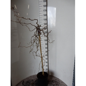 CORYLUS RED MAJESTIC