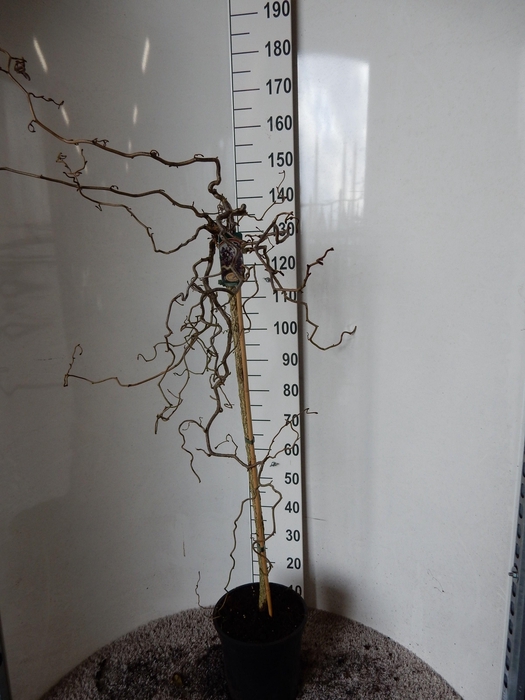 <h4>CORYLUS RED MAJESTIC</h4>