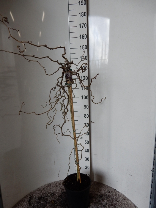 <h4>CORYLUS RED MAJESTIC</h4>