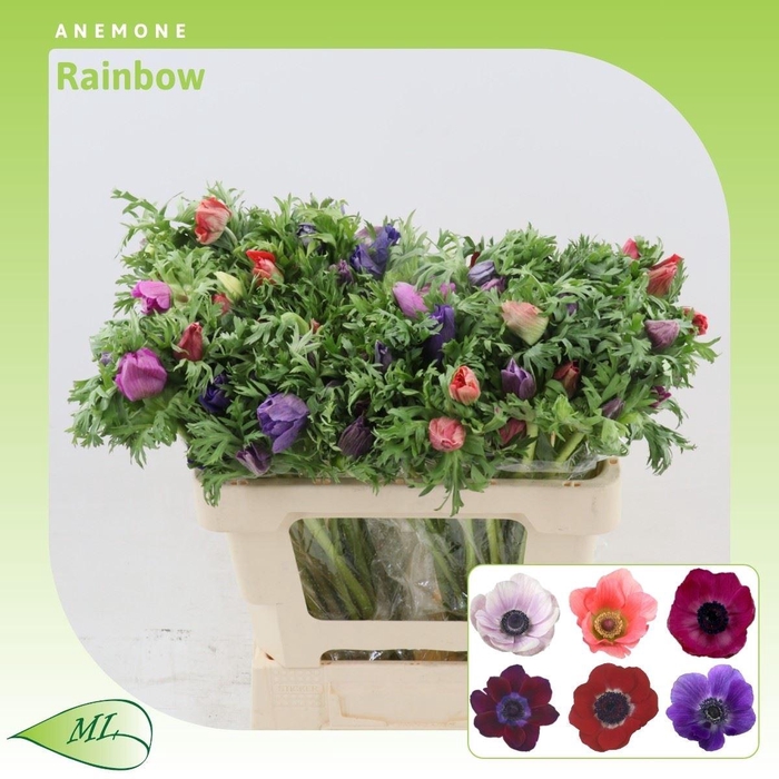 <h4>Anemone Rainbow</h4>