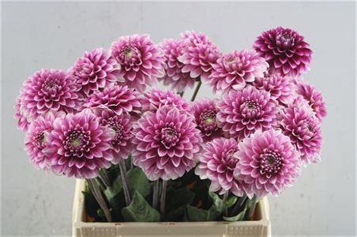 <h4>Dahl Cranberry Twist</h4>