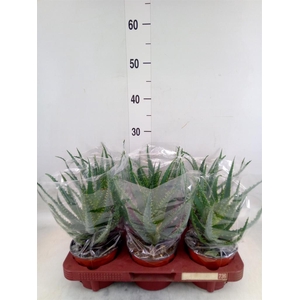 Aloe arborescens