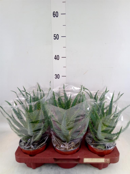 <h4>Aloe arborescens</h4>