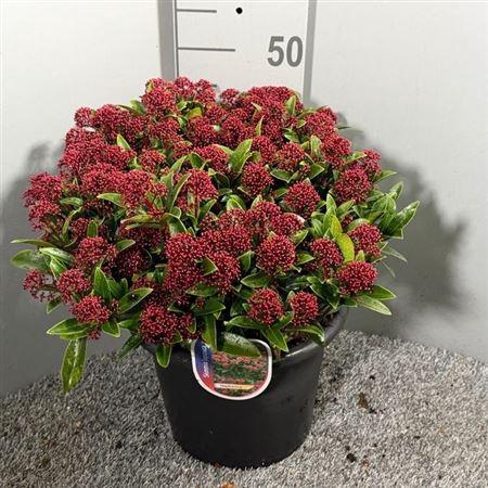 <h4>Skim J Rubella</h4>