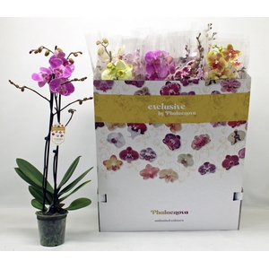 PHAL GEM 10 KL