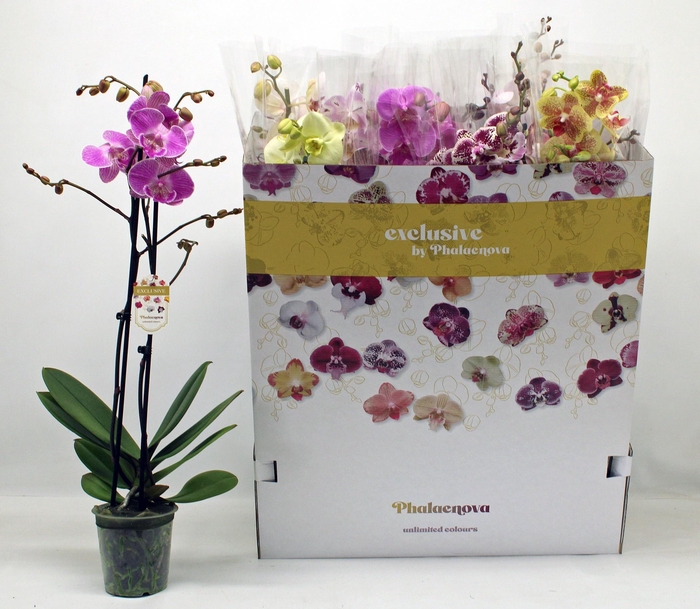 <h4>PHAL GEM 10 KL</h4>