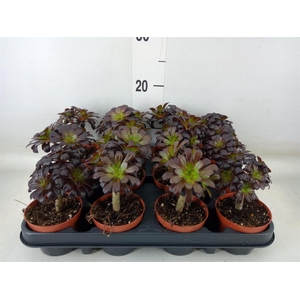 Aeonium arboreum 'Atropurpureum'