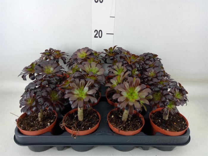 <h4>Aeonium arboreum 'Atropurpureum'</h4>